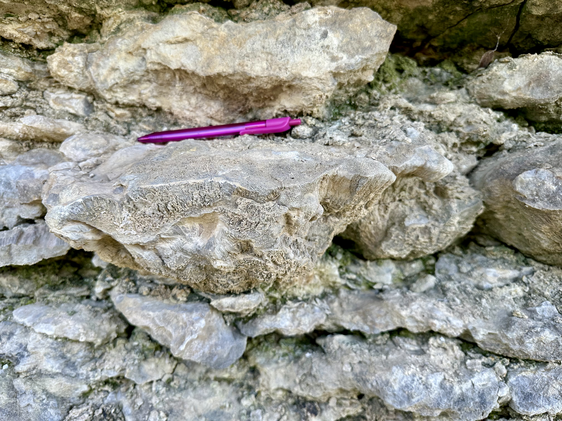 Fossil from Fort Negley